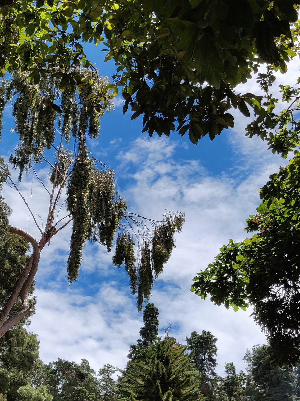Ooty