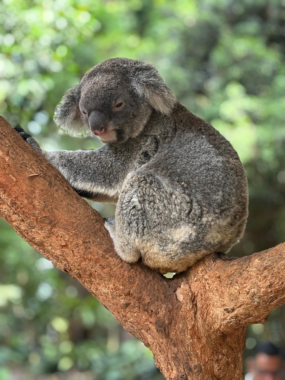 Australia